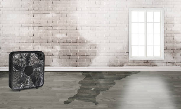 Best Local water damage restoration  in Denver, CO